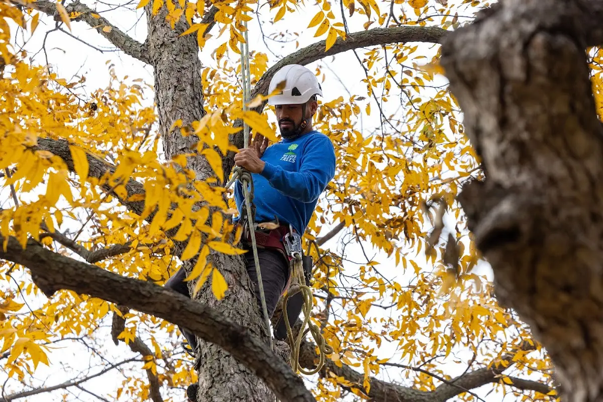 Skilled Tree Pruning crew working in Owls Head